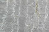 Polished Stromatolite (Kussiella) Slab - Russia #91813-1